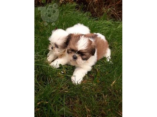 PoulaTo: υπέροχα κουτάβια shih tzu για υιοθεσία